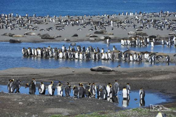 Pinguins rei em St Andrews Bay, na Geórgia do Sul